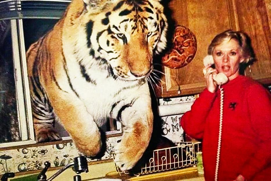 Eine Frau telefoniert, während ein Tiger durch das Küchenfenster springt.