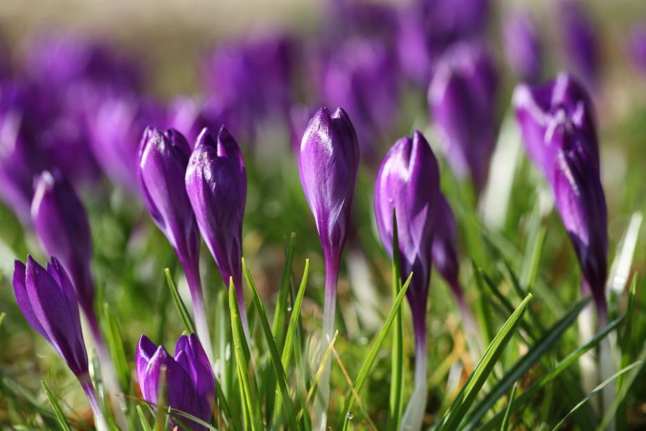 Nahaufnahme von lila Krokussen, die im Gras wachsen.