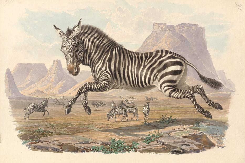 Ein springendes Zebra in einer weiten Landschaft mit anderen Zebras und Bergen im Hintergrund.