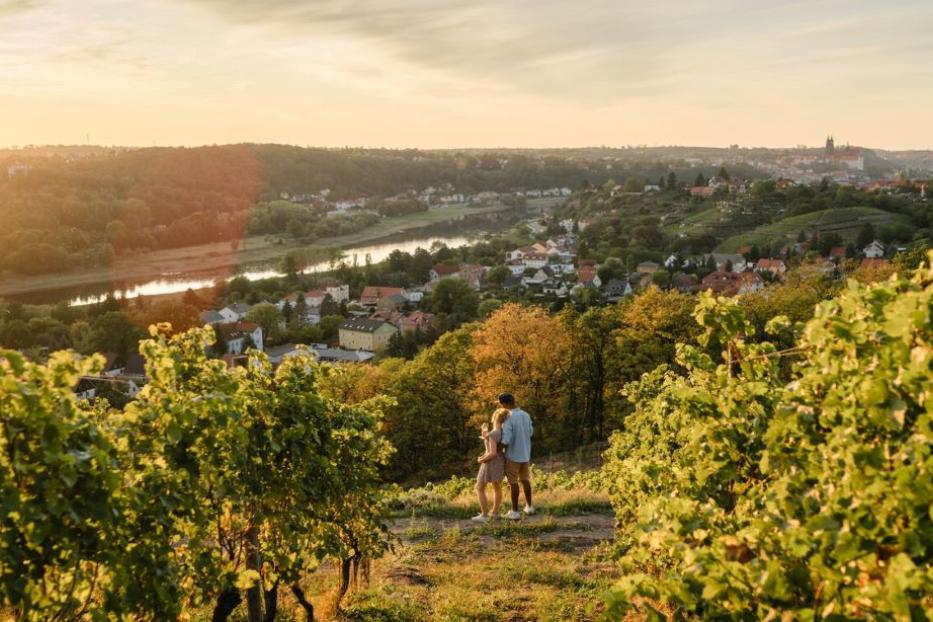 Sonnenuntergang im Weinberg.