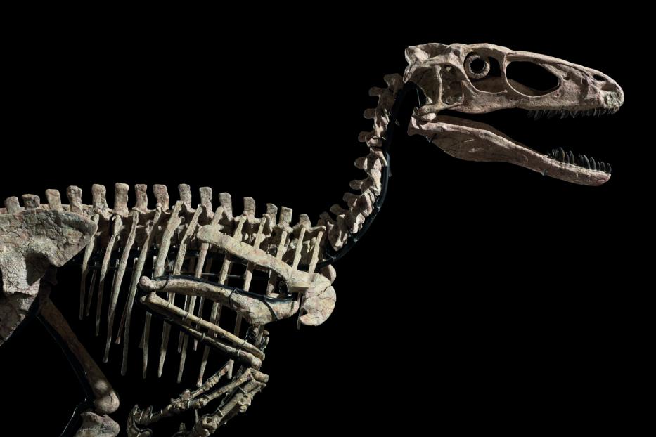 Das Skelett eines kleinen Dinosauriers vor einem schwarzen Hintergrund.