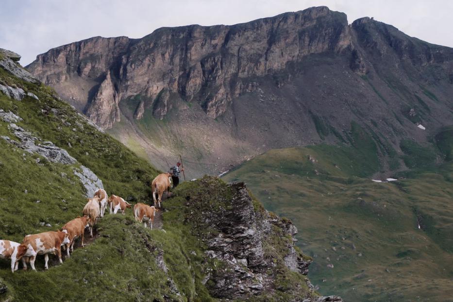 Eine Herde Kühe wird von zwei Hirten einen steilen Bergpfad hinaufgetrieben.