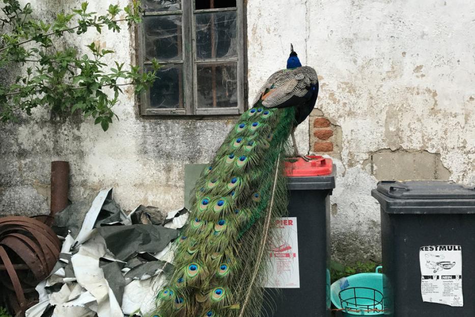Ein Pfau sitzt auf einem Mülleimer vor einer verfallenen Hauswand.