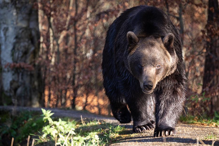 Ein Braunbär läuft durch einen herbstlichen Wald.