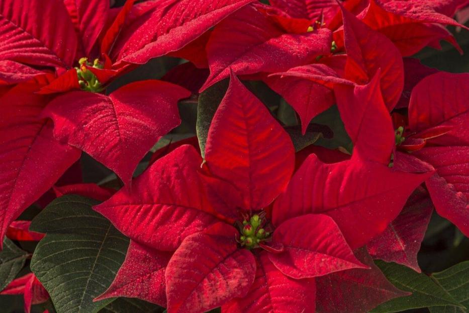 Mehrere leuchtend rote Weihnachtssterne mit grünen Blättern.