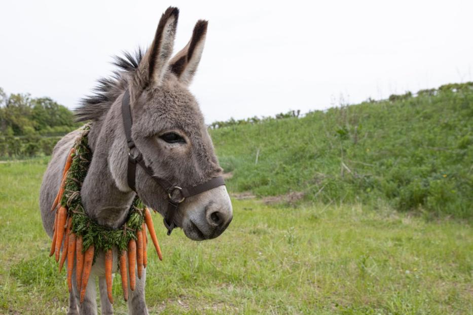 Ein Esel steht auf einer Wiese und trägt einen Kranz aus Karotten.