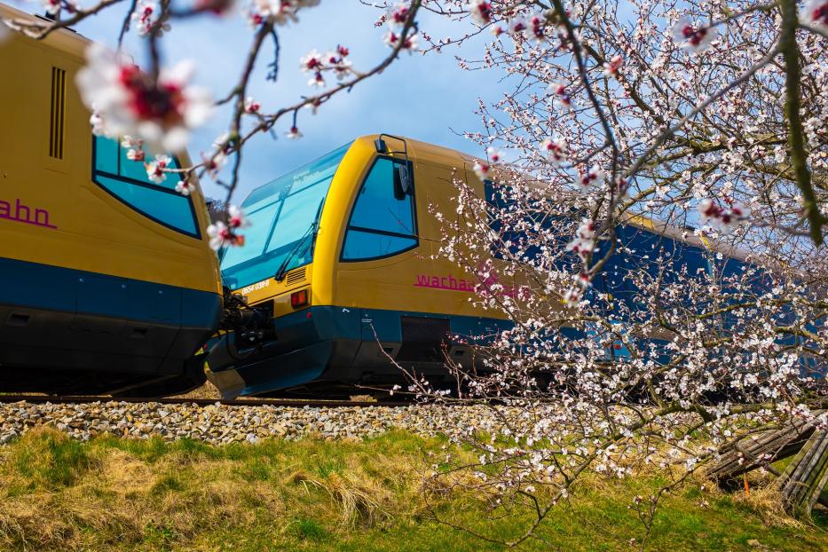 Die Wachaubahn fährt durch eine blühende Landschaft.