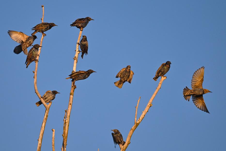 Eine Gruppe von Staren sitzt und fliegt vor blauem Himmel.