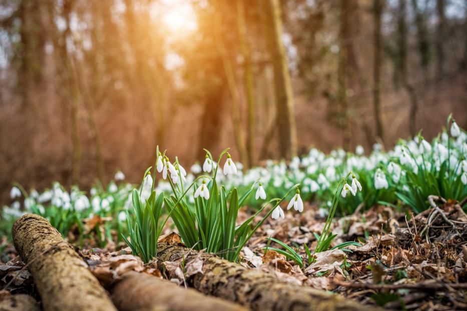 Schneeglöckchen blühen im Wald im warmen Licht der Sonne.