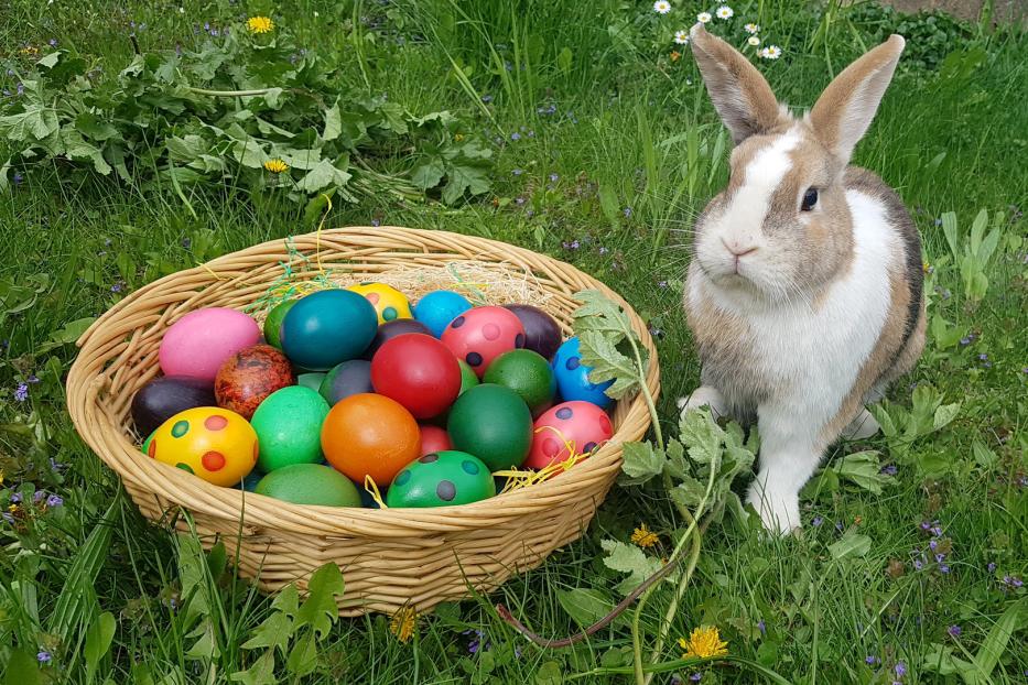 Ein Hase sitzt neben einem Korb voller bunter Ostereier im Gras.