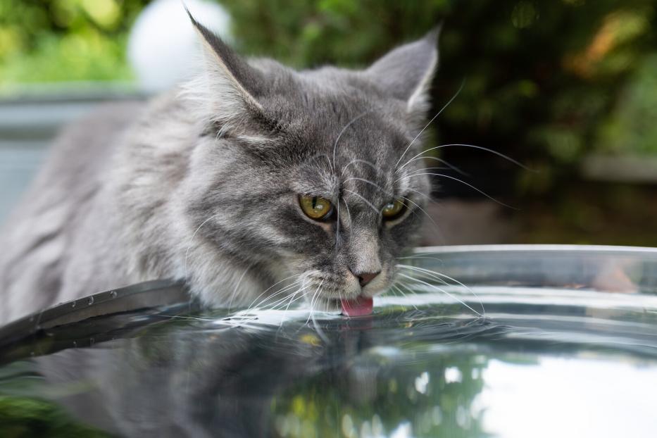 Eine graue Langhaarkatze trinkt im Garten aus einer Regentonne.