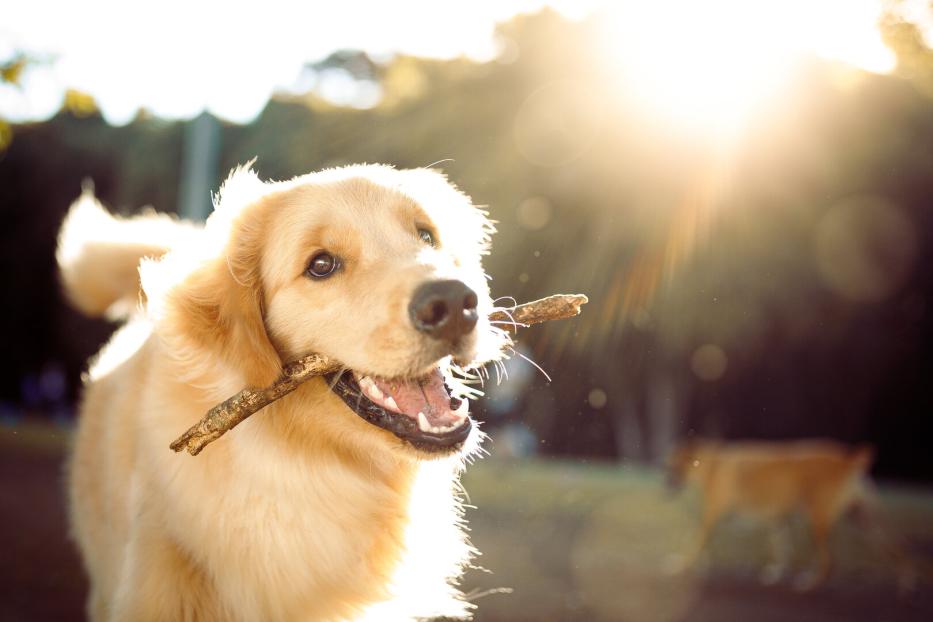 Ein süßer, glücklicher Hund spielt mit einem Stock.