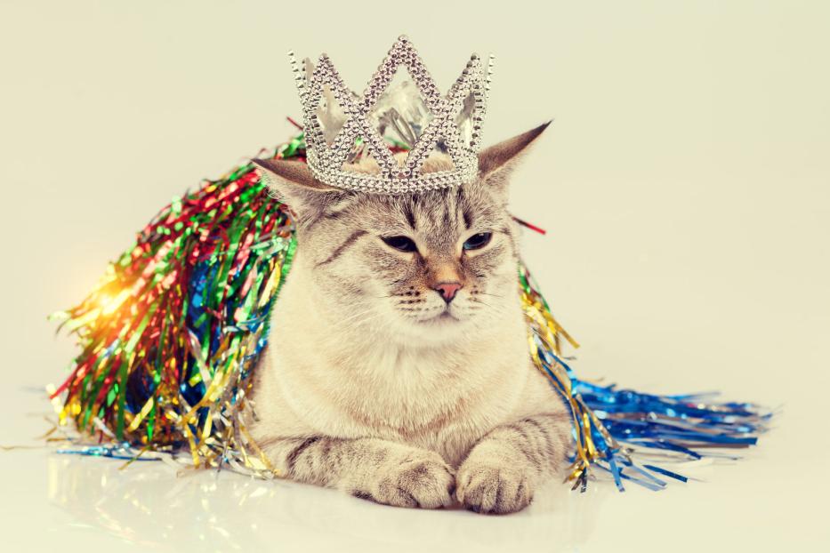 Eine Katze mit einer Krone und bunten Lametta zum Weltkatzentag.