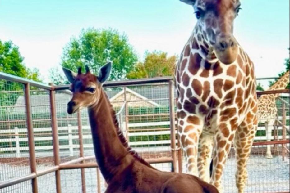 Eine junge Giraffe steht neben ihrer Mutter in einem Gehege.
