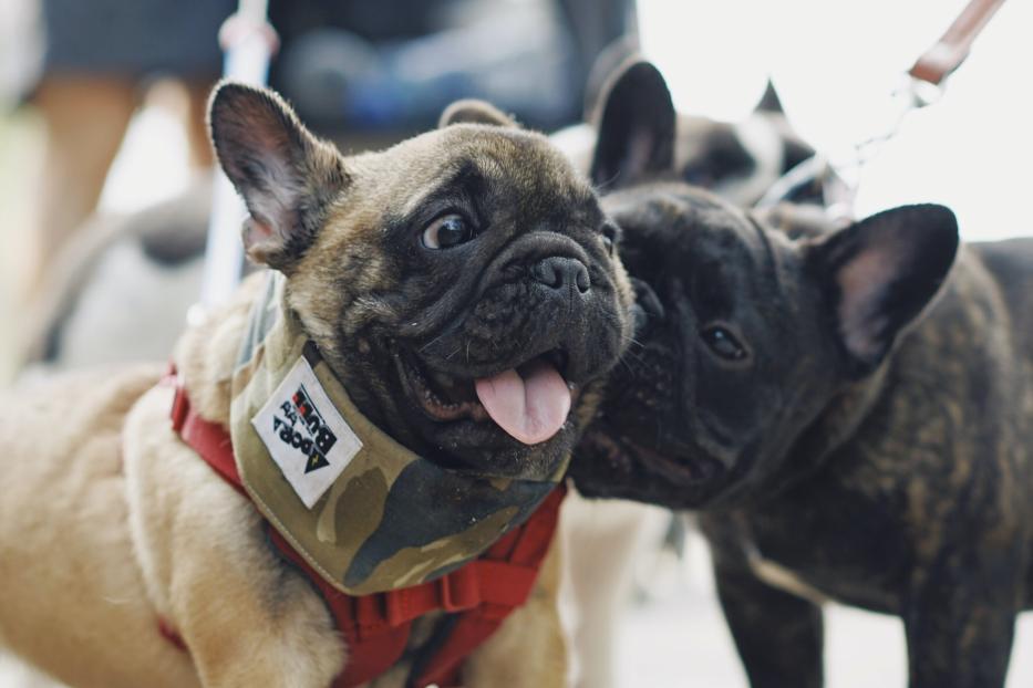 Ein brauner und ein schwarz gestromter junger Französische Bulldogge stehen auf einem Gehweg.