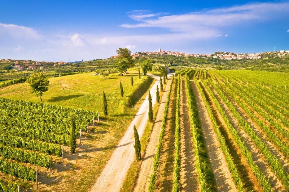 Blick über grüne Weinberge auf eine Ortschaft auf einem Hügel unter blauem Himmel.