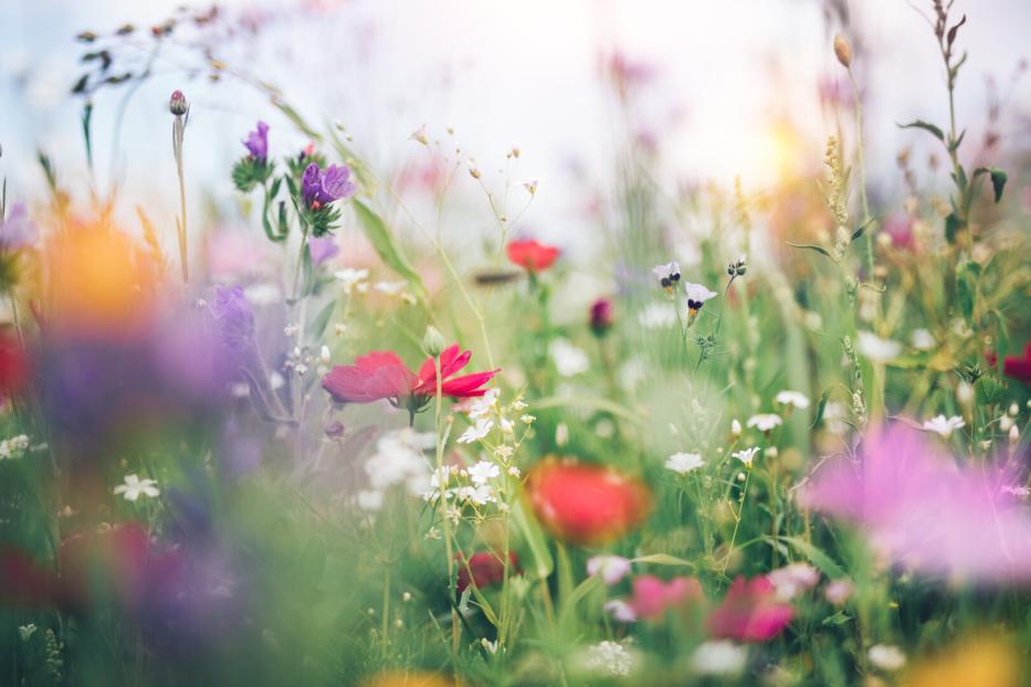 Eine bunte Blumenwiese mit roten, violetten und weißen Blüten im Gegenlicht.