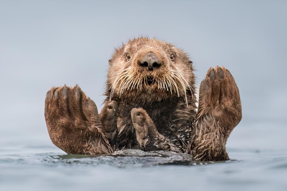 Ein Seeotter schwimmt auf dem Rücken und hält seine Pfoten hoch.