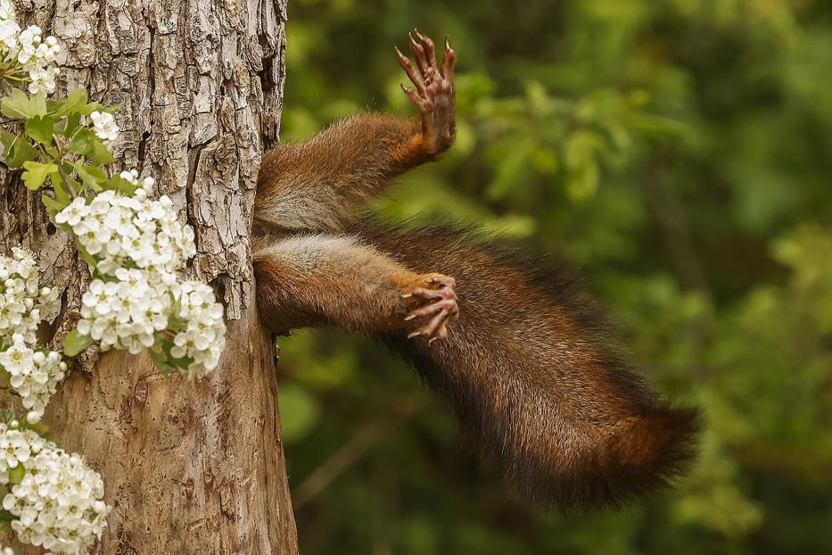 Ein Eichhörnchen steckt in einem Baum fest, Gewinner der Wildlife Comedy Awards 2024.