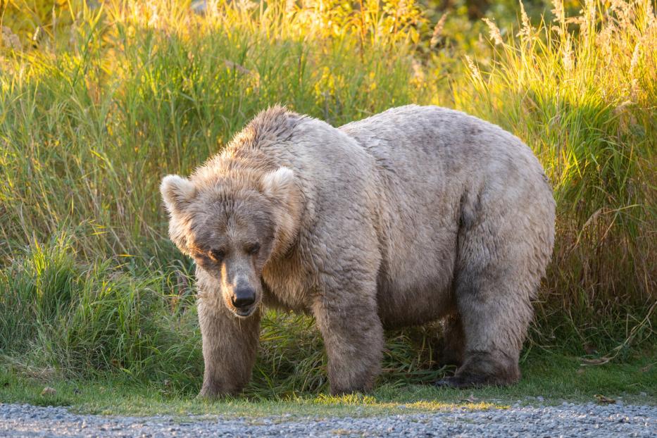 Ein Braunbär steht im hohen Gras.