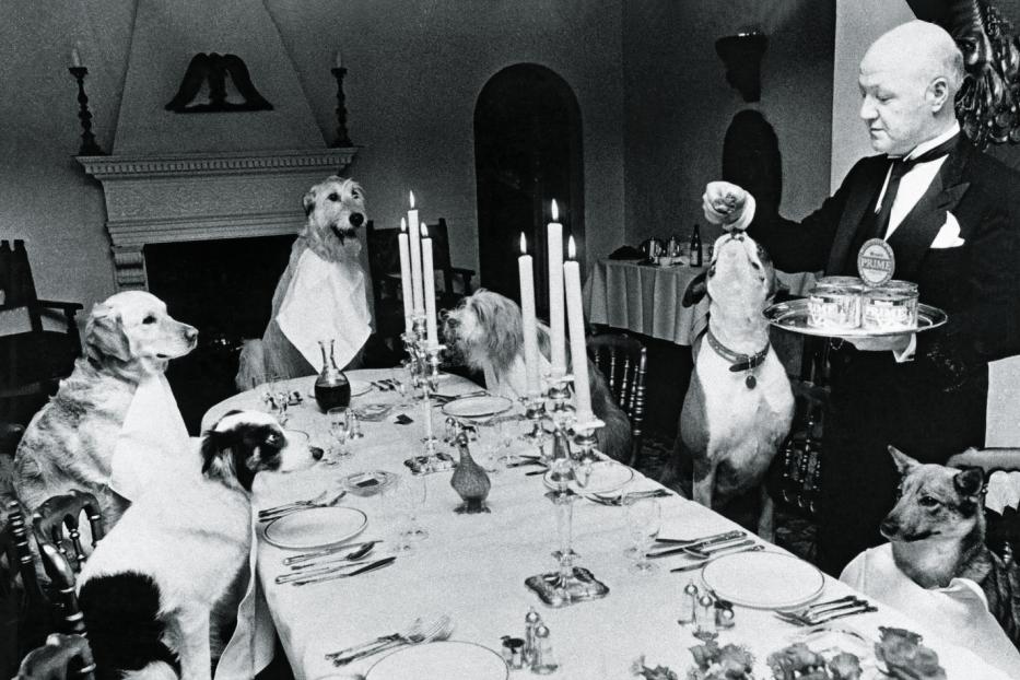 Ein mit Tischdecken und Kerzenständern gedeckter Tisch, Hunde mit umgehängter Serviette sitzen daran. Ein Butler bringt das Futter.