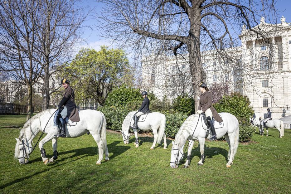 Reiterinnen und Reiter auf weißen Pferden im Burggarten in Wien.