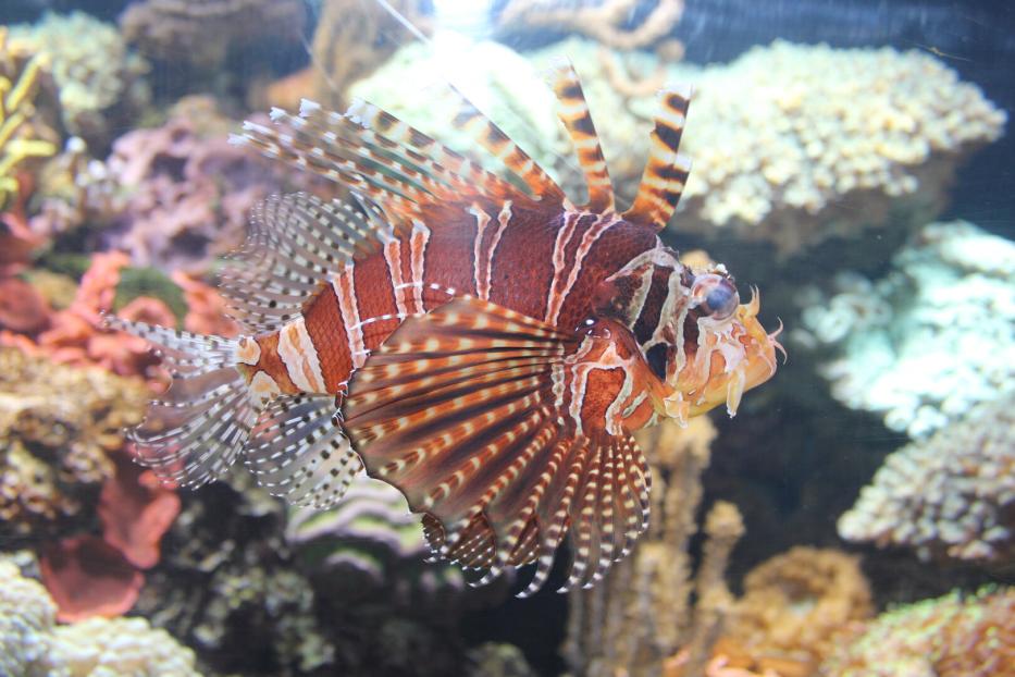 Rotfeuerfisch.