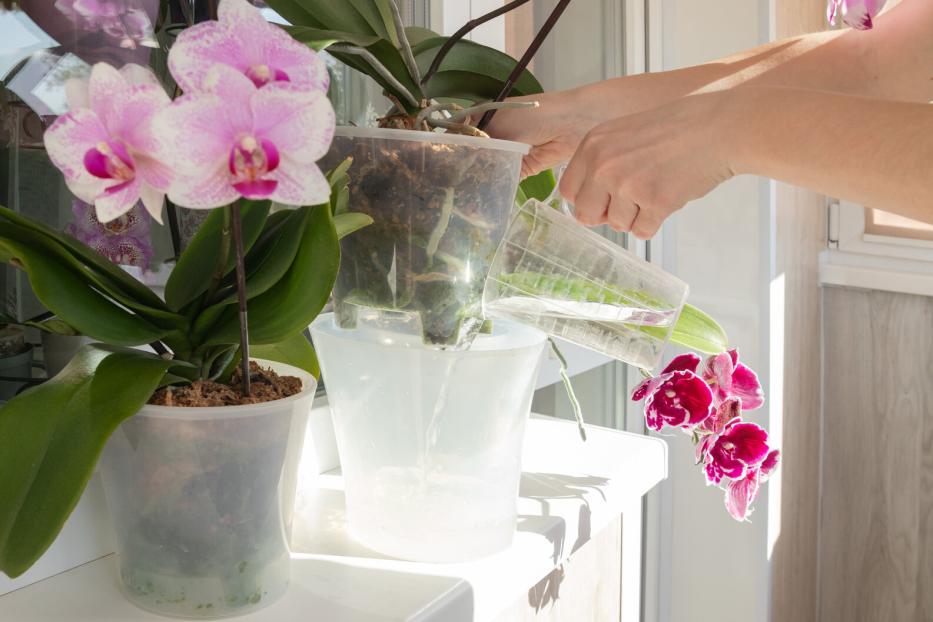 Eine Person tunkt Orchideen in durchsichtigen Töpfen auf einer Fensterbank mit einem Messbecher.