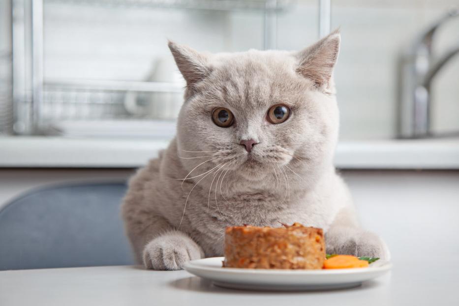 Eine dicke weiße Katze sitzt vor ihrem Futter.