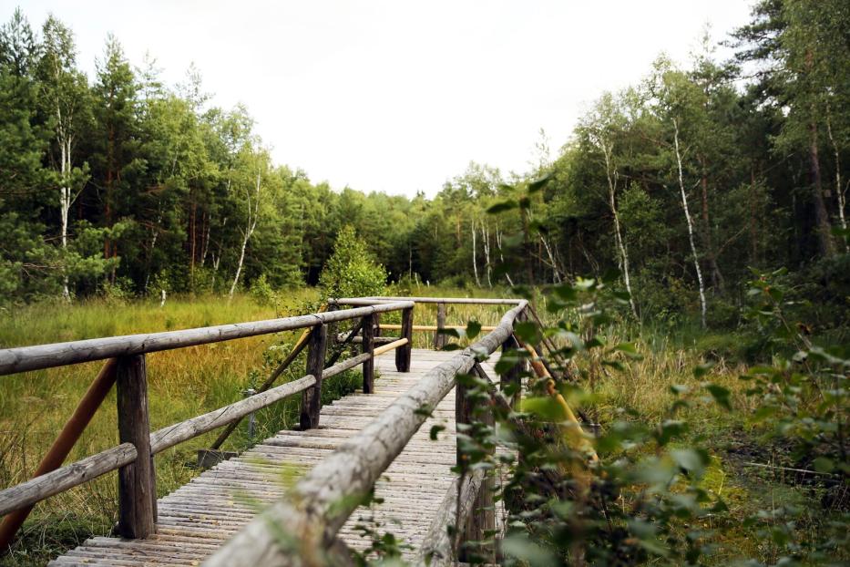 Holzsteg mit Geländer führt durch eine grüne Moorlandschaft im Wald.