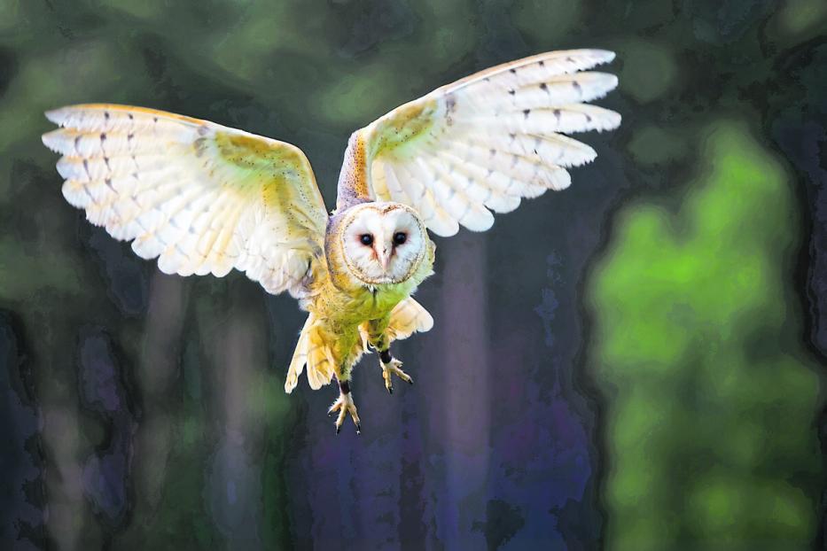 Eine helle Schleiereule fliegt durch den Wald.
