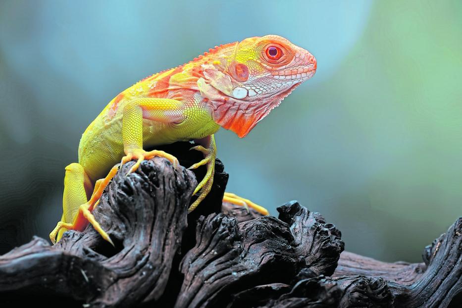 Eine rot-orange Echse stitzt auf einer Wurzel.