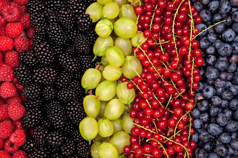 Farbige Beeren und Früchte in senkrechten Reihen: Himbeeren, Brombeeren, grüne Stachelbeeren, rote Johannisbeeren und Blaubeeren.