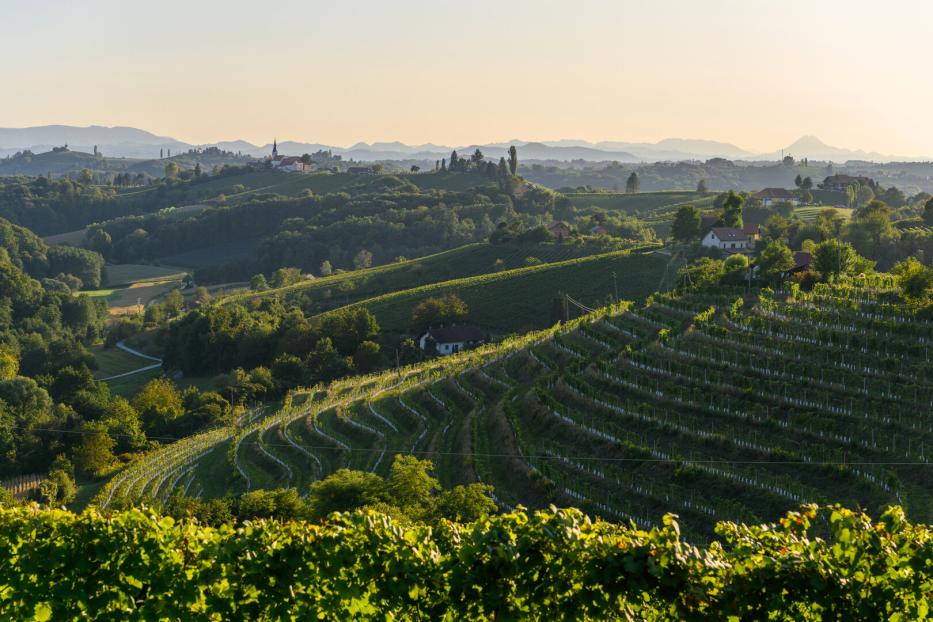 Hügelige Weinberge  mit einer Kirche auf einem fernen Hügel im warmen Licht der untergehenden Sonne.