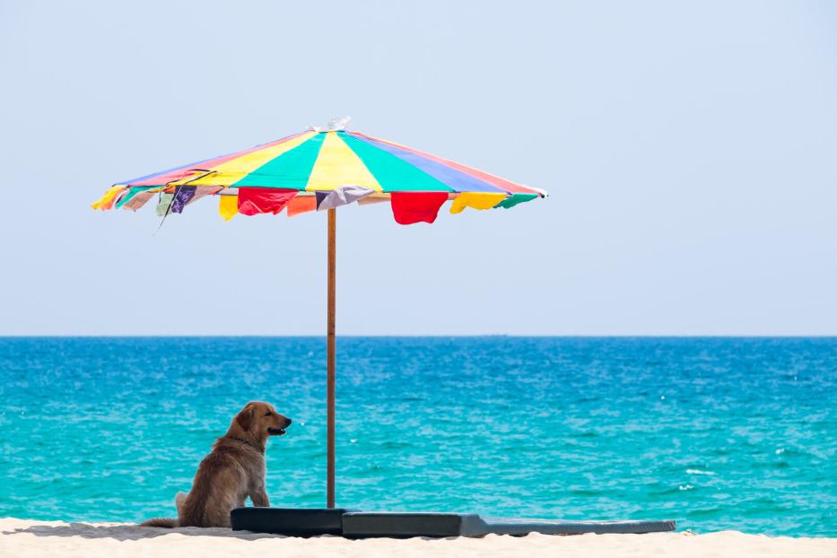 Ein Hund sitzt am Sandstrand unter einem bunten Sonnenschirm und schaut aufs Meer.