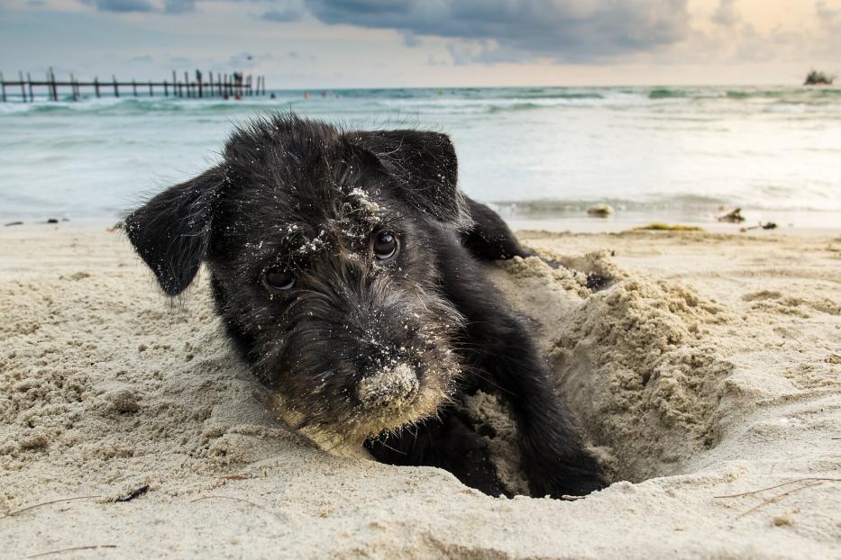 Ein schwarzer Hund hat sich am Meeresstrand in den Sand eingegraben.