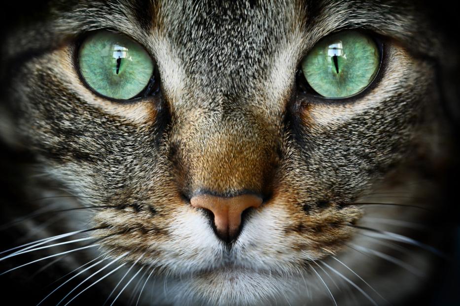 Portrait einer Hauskatze - getigertes Fell, weiße Schnauze, grüne Augen.