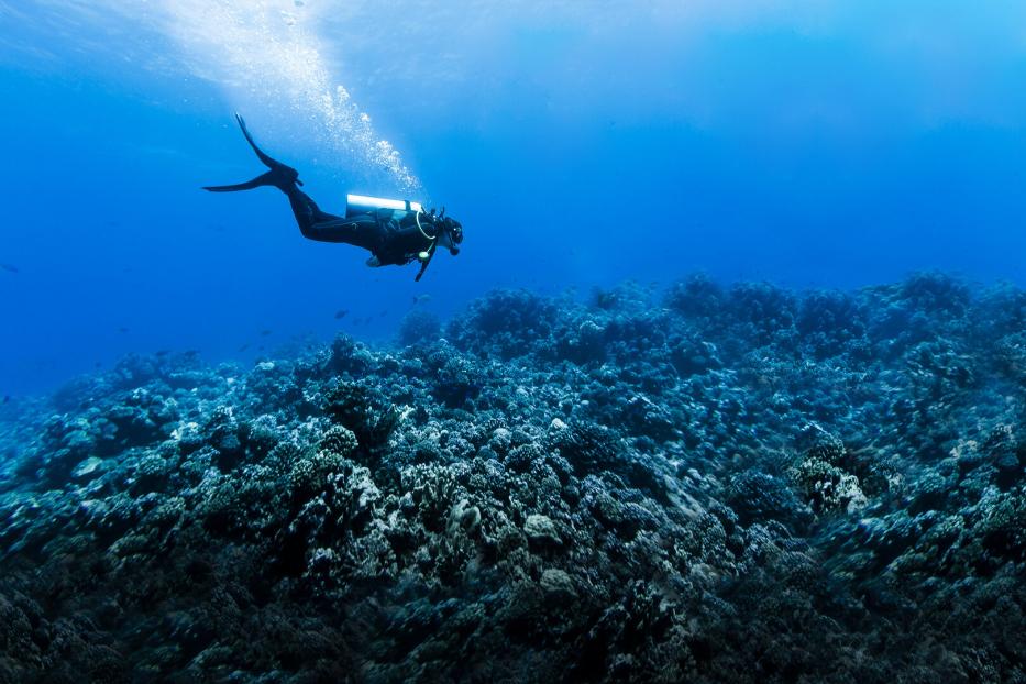 Woman Scuba Diving Over Huge Reef in Rangiroa, French Polynesia