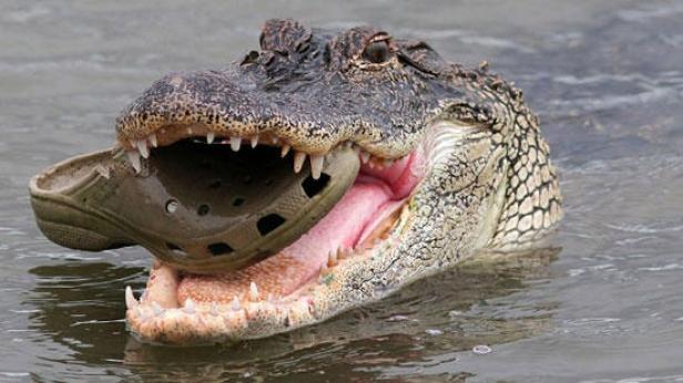Ein Alligator hält einen Croc-Schuh im Maul.