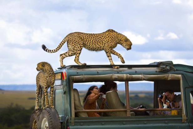 Ein Gepard läuft über das Dach eines Safarifahrzeugs, während ein anderer auf einem Reifen steht.