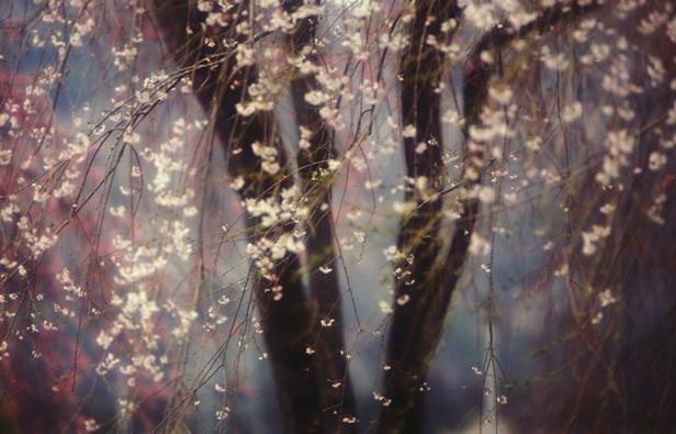 Ein Baum mit zarten, weißen Blüten im Frühling.