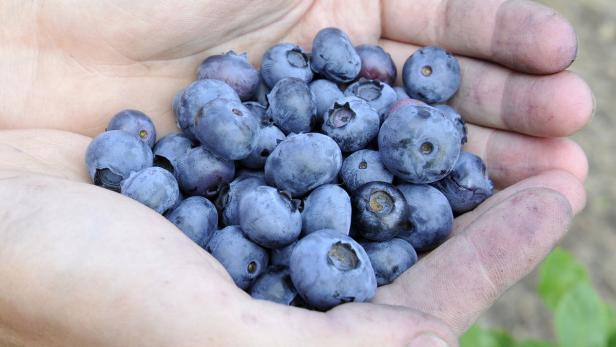 Hoher Blutdruck: Tägliche Portion Heidelbeeren hilft