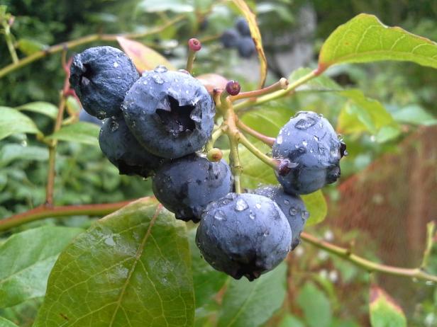 Hoher Blutdruck: Tägliche Portion Heidelbeeren hilft