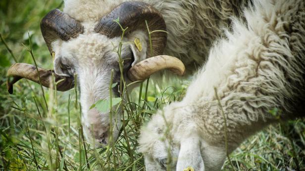 Die Schafe und Ziegen von Wien