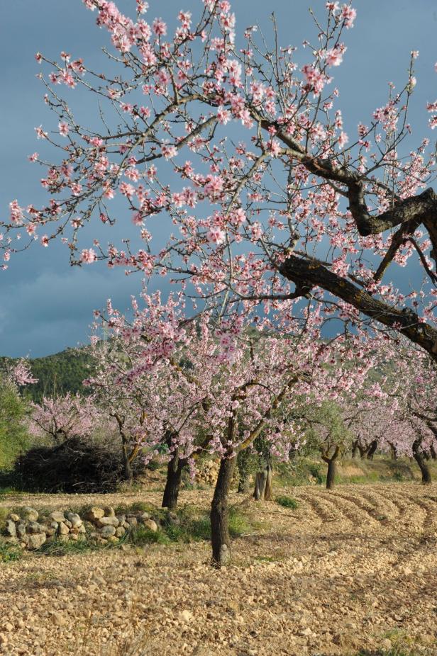 Mandelbäume blühen in einer Plantage unter einem bewölkten Himmel.