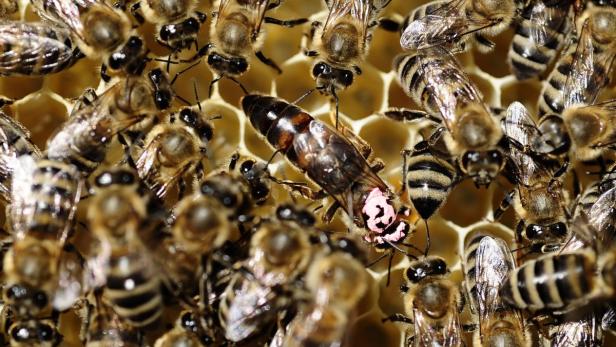 Eine Bienenkönigin mit rosa Markierung inmitten eines Bienenvolks auf einer Honigwabe.