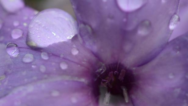 Nahaufnahme einer lila Blüte mit Wassertropfen.