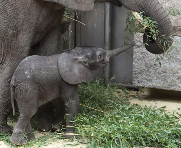 Elefant Tuluba feiert seinen 3. Geburtstag