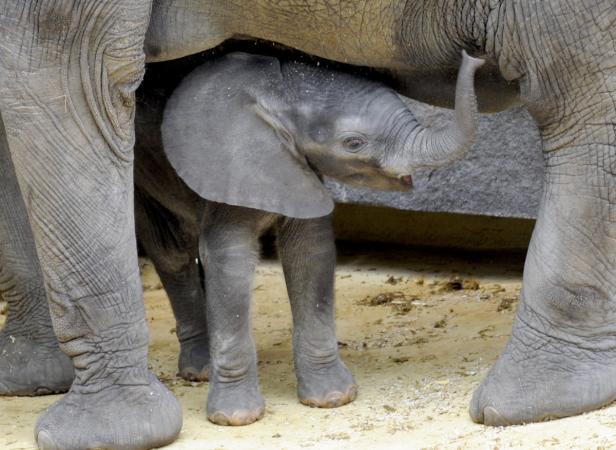 Elefant Tuluba feiert seinen 3. Geburtstag