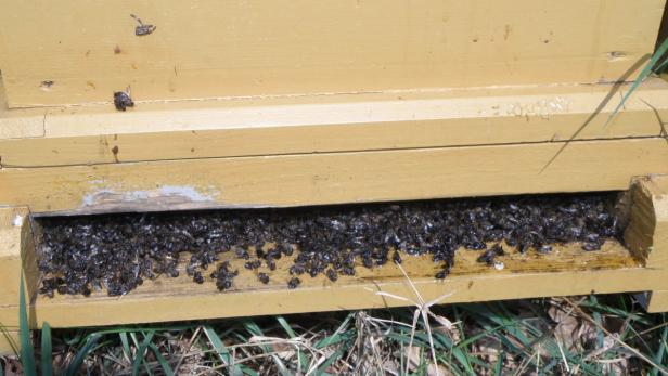 Hunderttausende Bienen tot: Polizei ermittelt